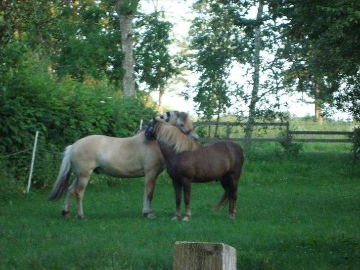 Fjordhest Felix billede 8