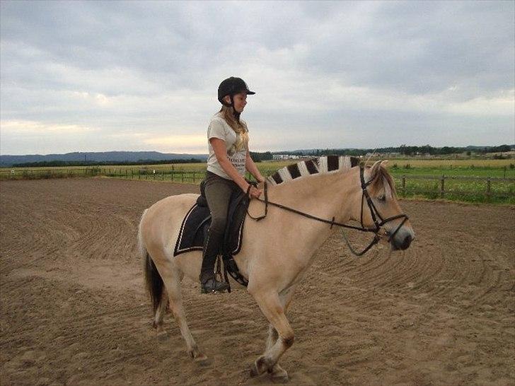 Fjordhest Felix billede 3