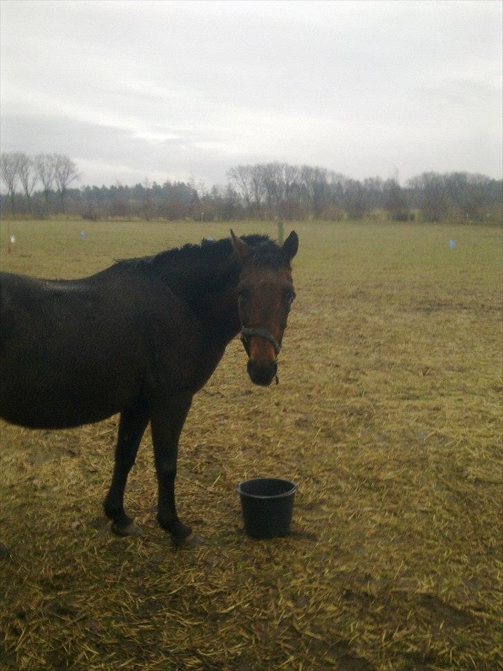 Anden særlig race Ladie billede 8