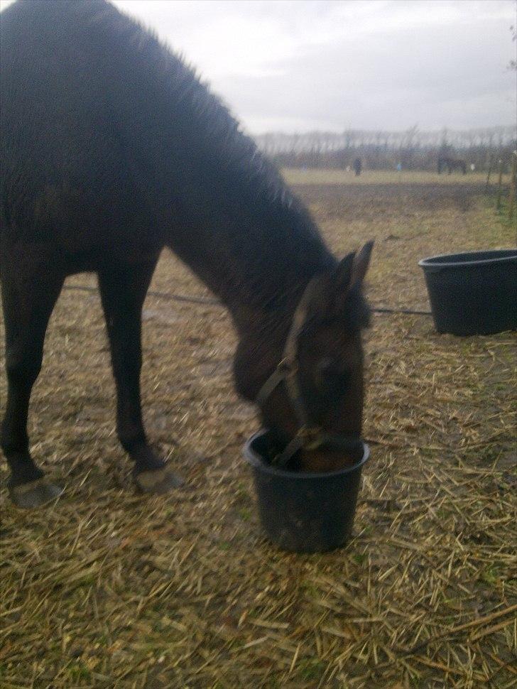 Anden særlig race Ladie billede 6