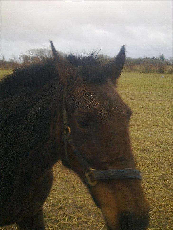 Anden særlig race Ladie billede 7
