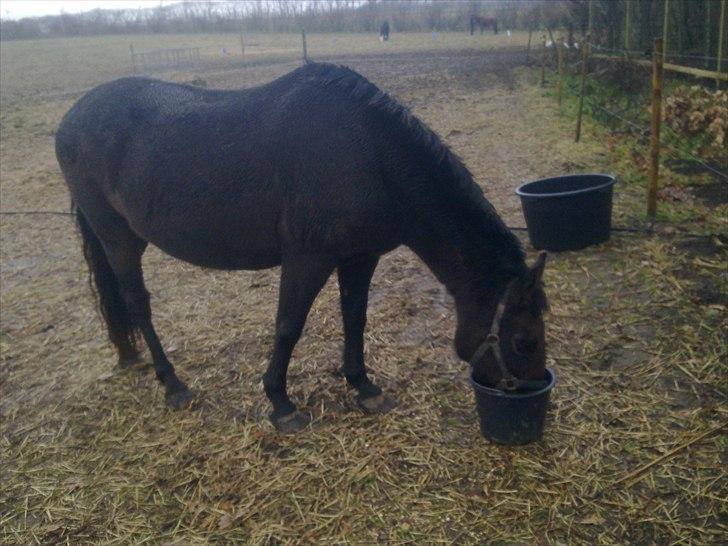 Anden særlig race Ladie billede 9