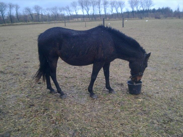 Anden særlig race Ladie billede 10