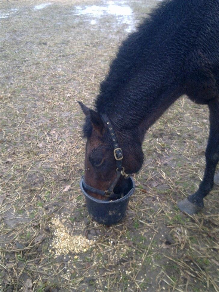 Anden særlig race Ladie billede 11