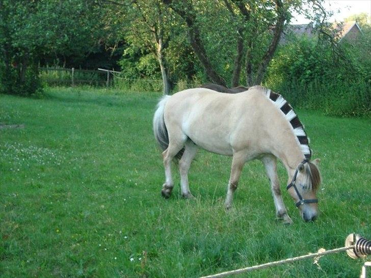 Fjordhest Felix billede 9