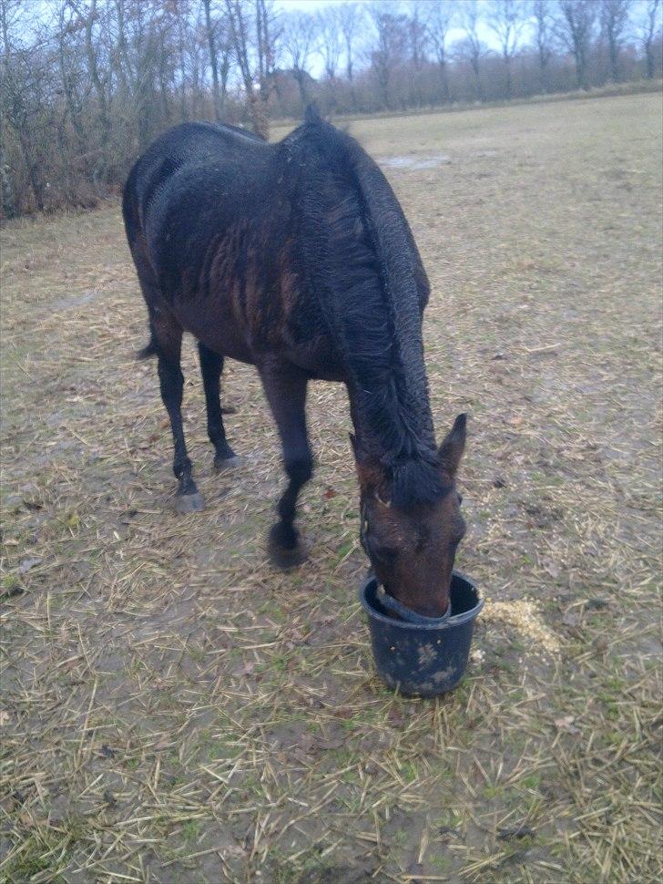 Anden særlig race Ladie billede 12
