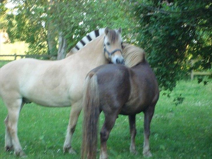 Fjordhest Felix billede 10