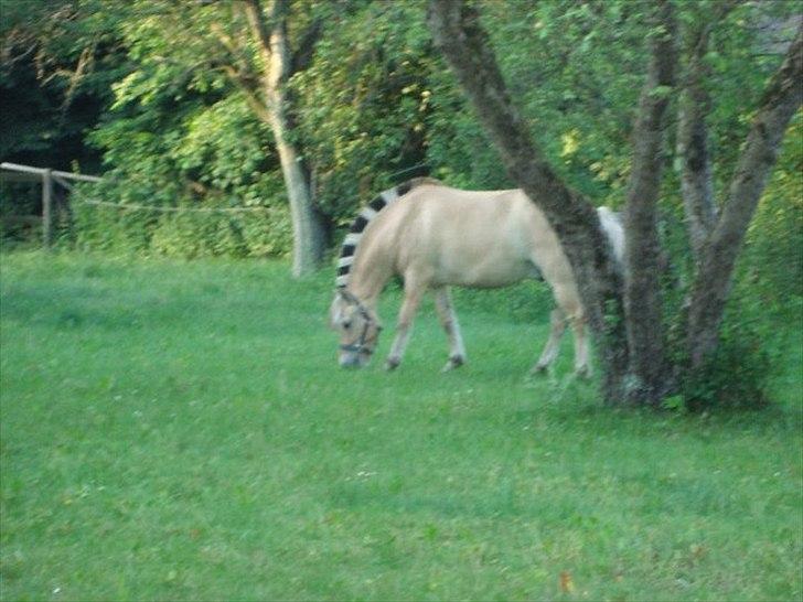 Fjordhest Felix billede 11