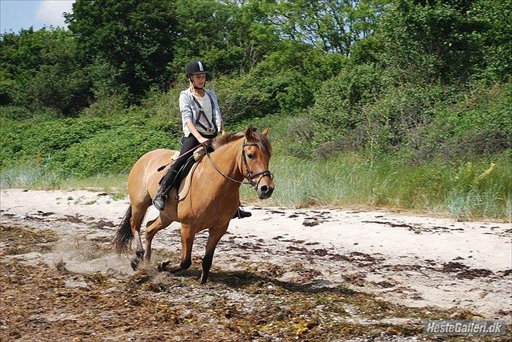 Anden særlig race Qidarr  - Mig som rideskolepony i sommers, der skulle vi jorde på stranden ( Bakkegården ) 2010 ( Fotograf: Carina/Bakkegård Ridecenter )  billede 12