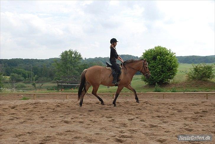 Anden særlig race Qidarr  - Mig som ridekskolepony i sommers, der lavede vi vist " sjovt dressur " eller bare almindelig dressur ( Bakkegård ) 2010 ( Fotograf: Carina/Bakkegård Ridecenter ) billede 14