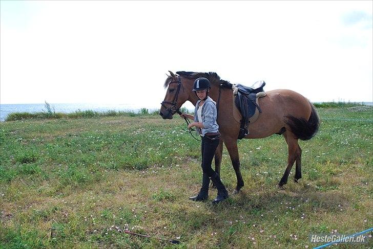 Anden særlig race Qidarr  - Mig som rideskolepony i sommers, der var vi klar til at tage " hjem " fra vores heldags strandtur ( Bakkegården ) 2010 ( Fotograf: Carina/Bakkegård Ridecenter ) billede 16