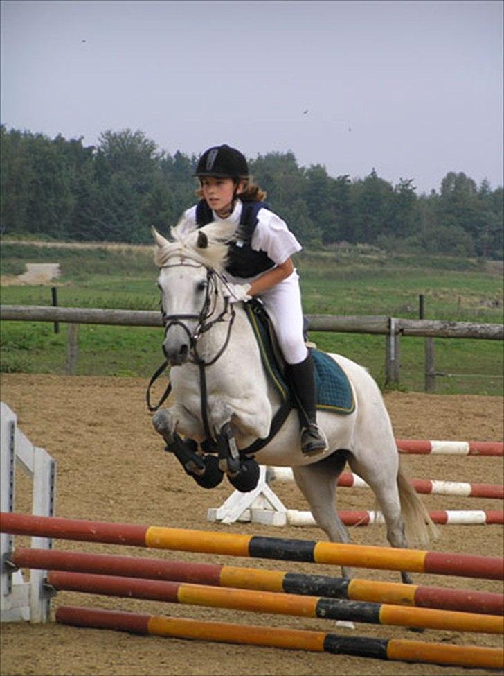 Anden særlig race Shah Noir's Shana bey - vores aller første stævne :-) billede 13