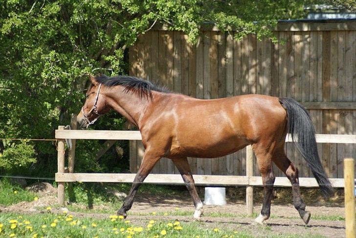 DSP Tavannah - Hu hej.. Ud til græsset.. billede 19