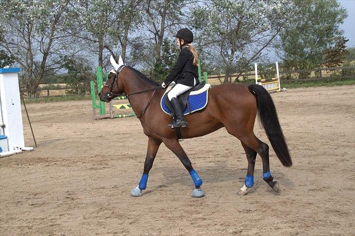 DSP Nørlunds kentucky - kentucky & mig til stilspring :) billede 7