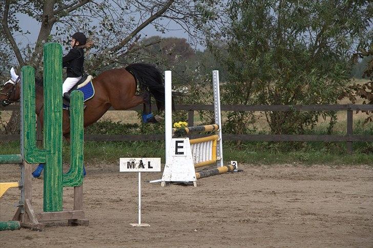 DSP Nørlunds kentucky - kentucky & mig til stilspring :) billede 8