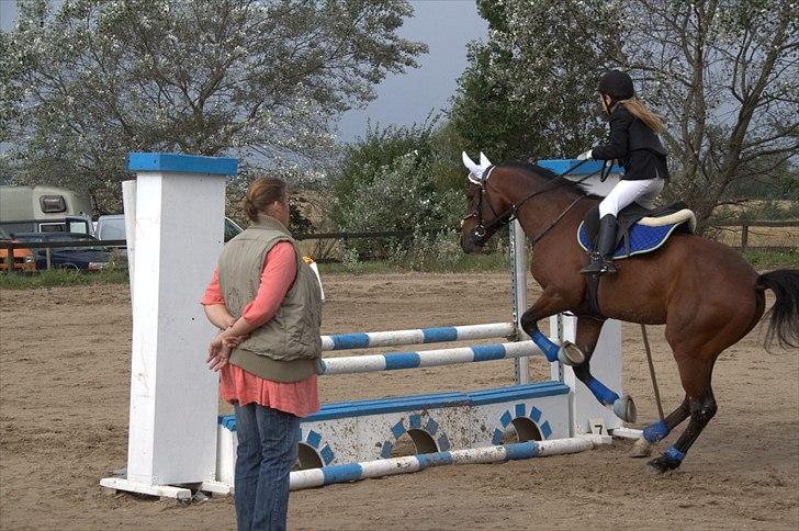 DSP Nørlunds kentucky - kentucky & mig til stilspring hvor gamle ejer's mor står der :) billede 12