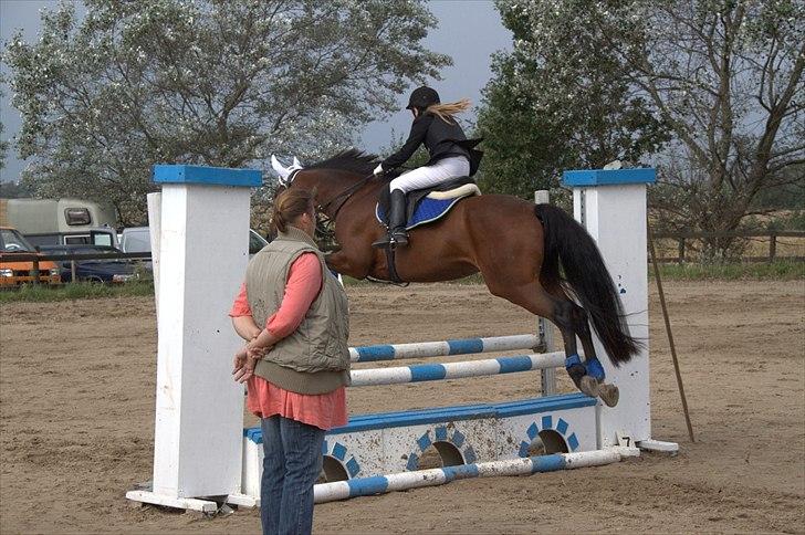 DSP Nørlunds kentucky - det samme som tidligre :) billede 13