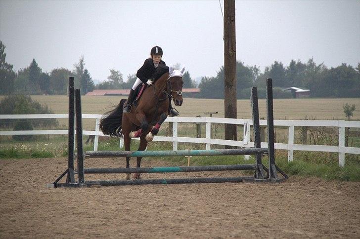 DSP Nørlunds kentucky - kentucky & mig til spring stævne :) billede 16