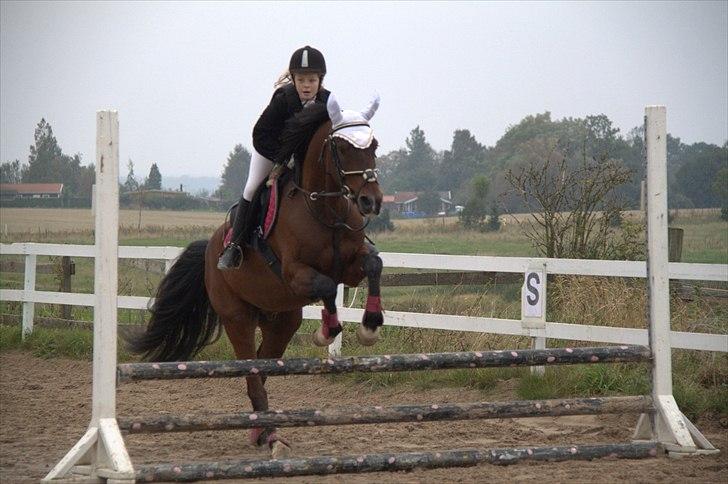 DSP Nørlunds kentucky - kentucky & mig til spring stævne :) billede 17