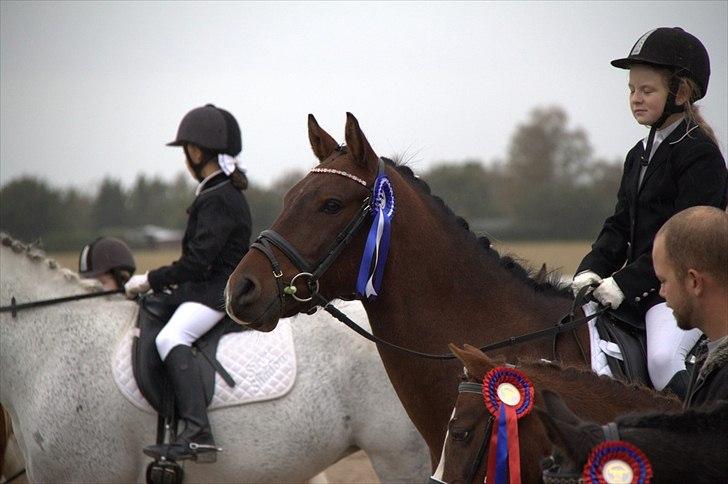 DSP Nørlunds kentucky - kentucky & mig til dressur stævne m. 2.pladsen :) billede 19