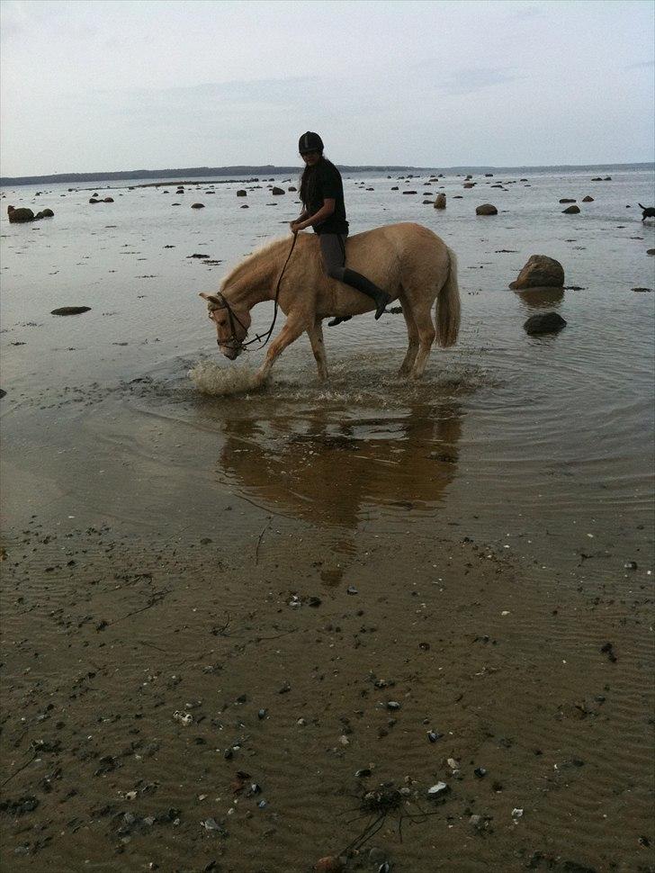 Fjordhest dina stenland - på stranden billede 14