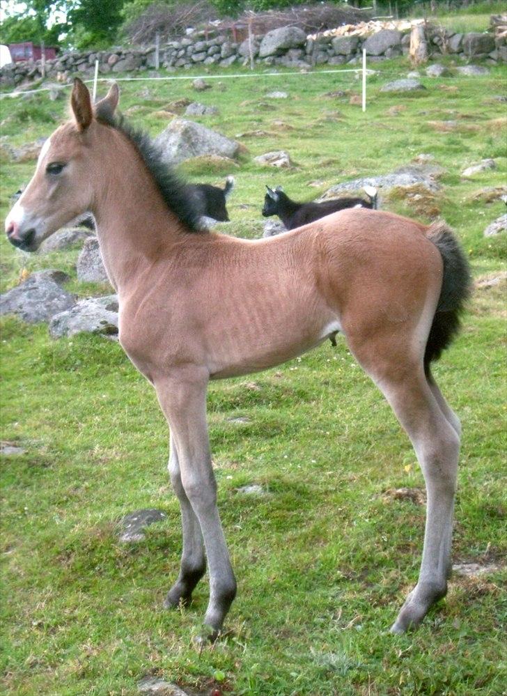 Anden særlig race Bjerrebogaards Candy - Candy 3 dage gammel billede 1