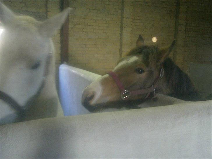 Anden særlig race Bjerrebogaards Candy - Candy første dag her hos os billede 2