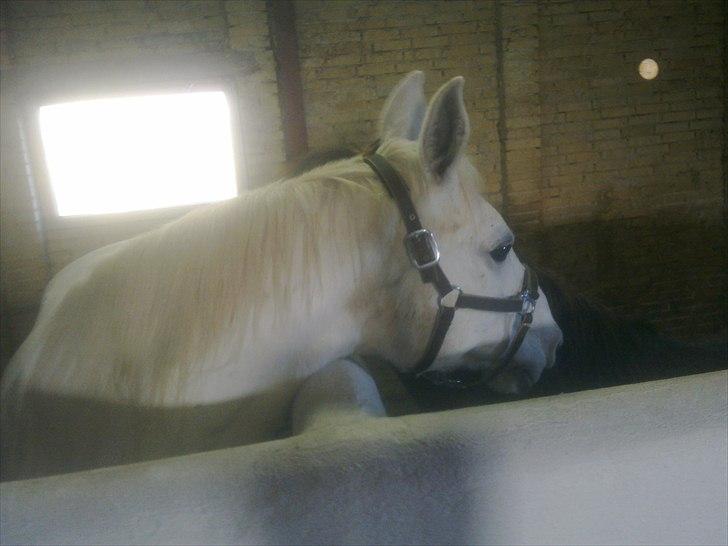 Anden særlig race Bjerrebogaards Candy - Candy første dag her hos os. sammen med Faisal og hvor er de bare blevet gode venner, de nusser bare hindanden. billede 3