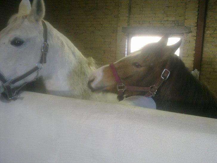 Anden særlig race Bjerrebogaards Candy - Candy første dag her hos os billede 4