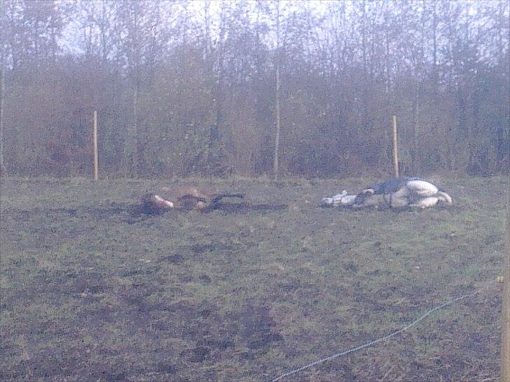 Anden særlig race Bjerrebogaards Candy - Candy første dag på folden... Sammen med Faisal spænede de begge 2 op til hjørnet og så skulle der rulles :-) billede 5