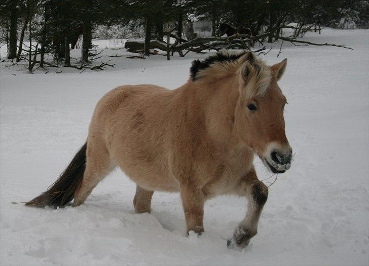 Fjordhest Kastanielystens Spunk - En rigtig sne hest. billede 7