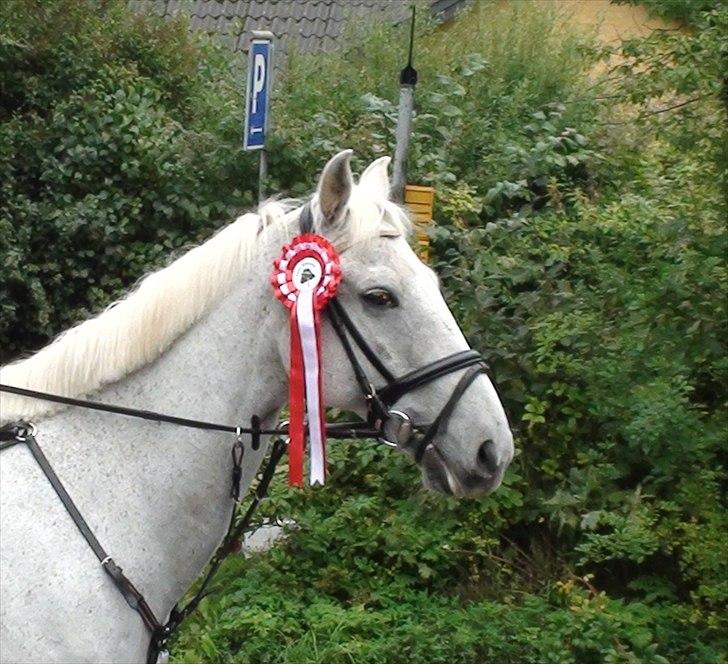 Anden særlig race victor - B pony † R.I.P † billede 16