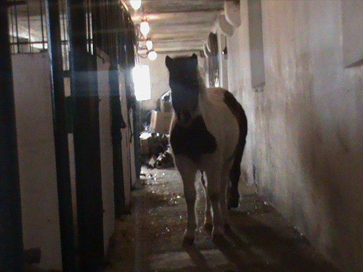 Anden særlig race Shy Boy Remix *SOLGT* - "hjælp jeg er blevet væk.!! jeg er kommet ud af min boks og nu kan jeg ikke finde hjem igen" billede 7