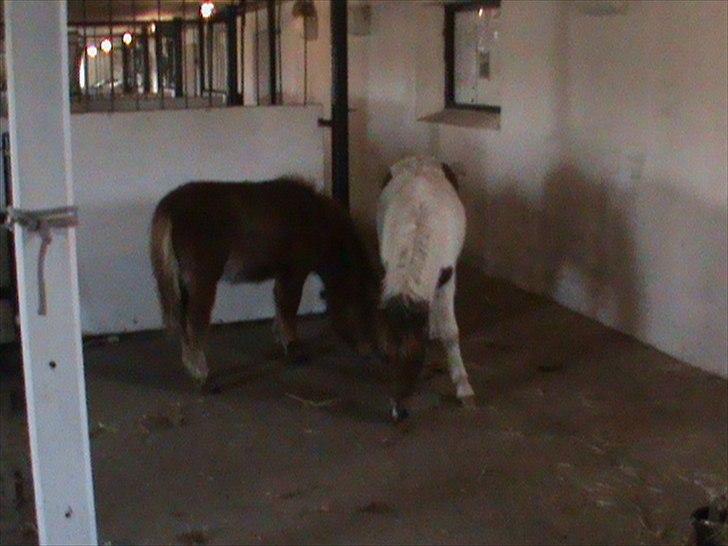 Anden særlig race Shy Boy Remix *SOLGT* - " ad ad ad hvad er dog det? det siger lyde når jeg går på det?" boy kan ikke lige beton gulvet billede 8