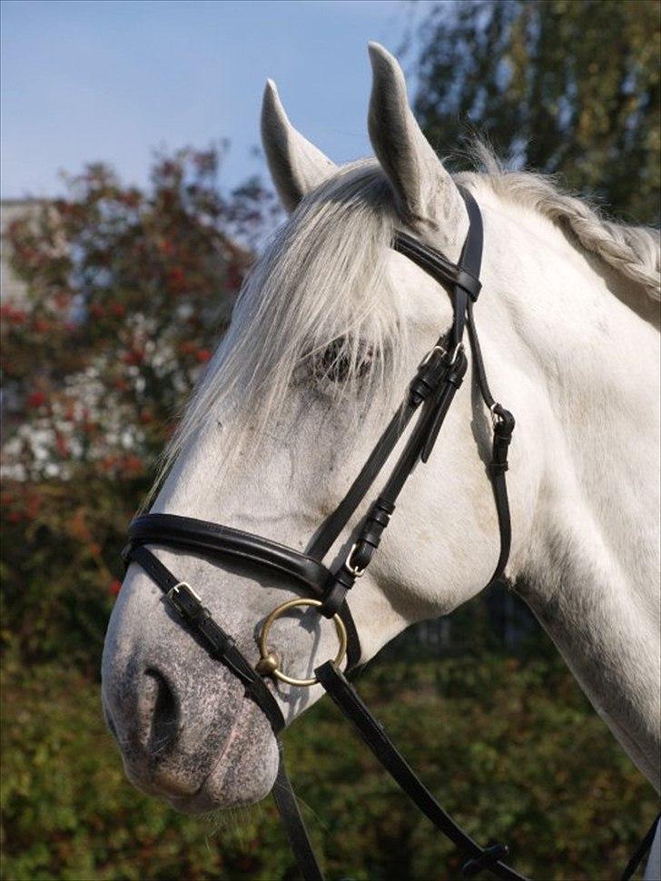 Lipizzaner Amadeus ("part") billede 1