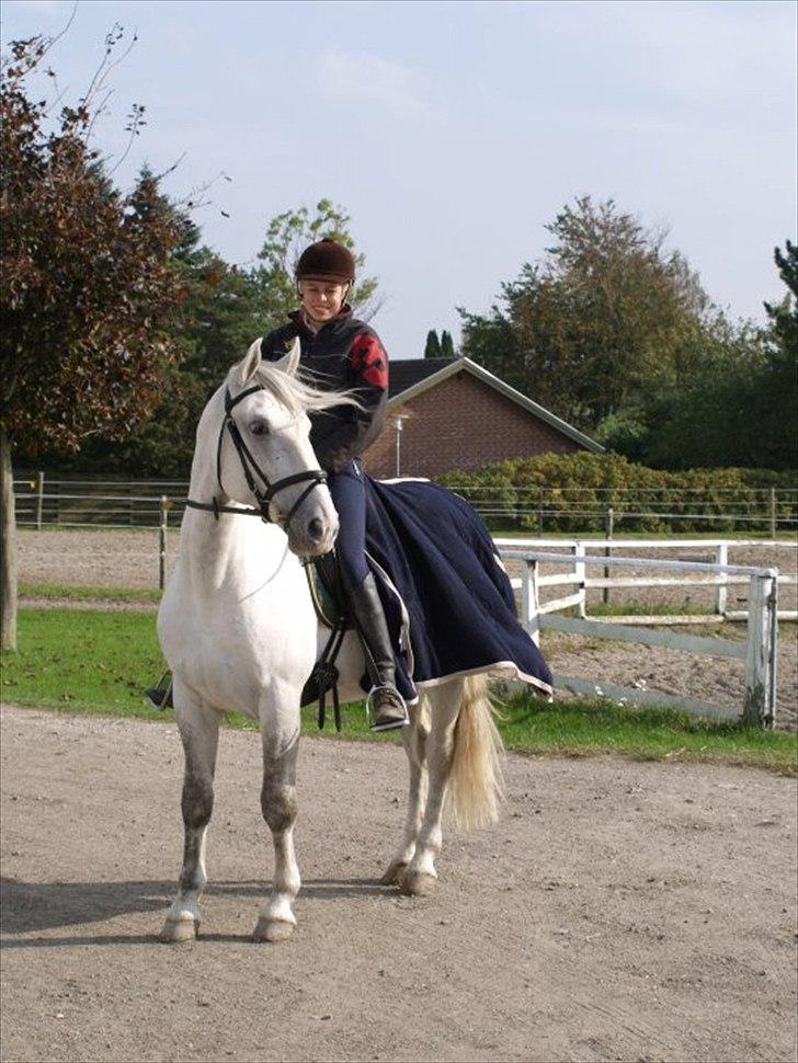 Lipizzaner Amadeus ("part") billede 4