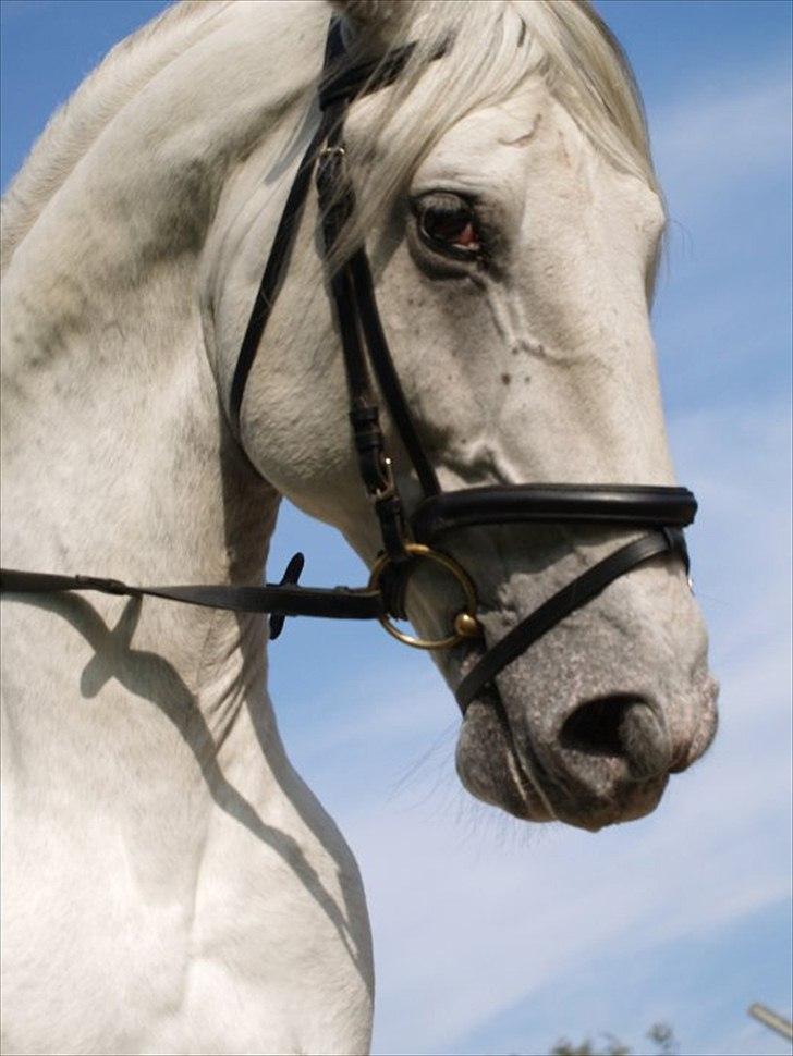 Lipizzaner Amadeus ("part") billede 6