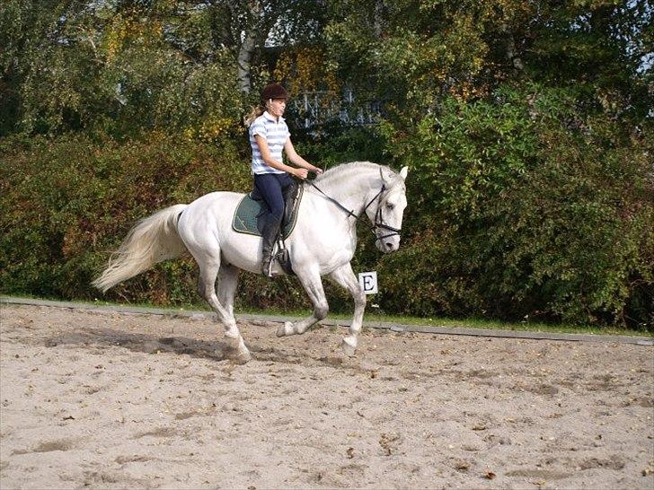 Lipizzaner Amadeus ("part") billede 7