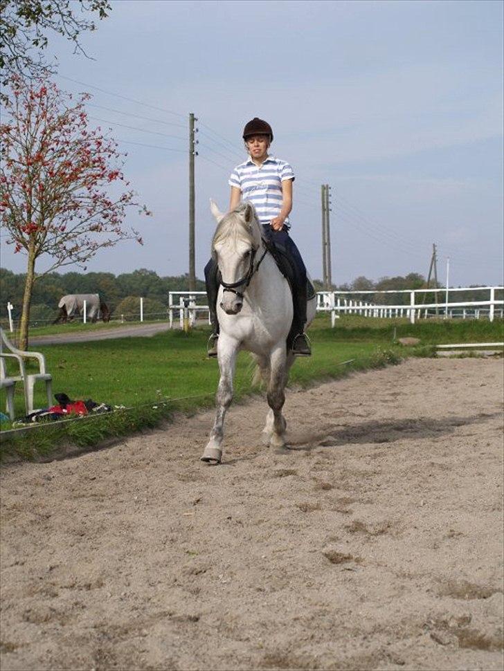 Lipizzaner Amadeus ("part") billede 8