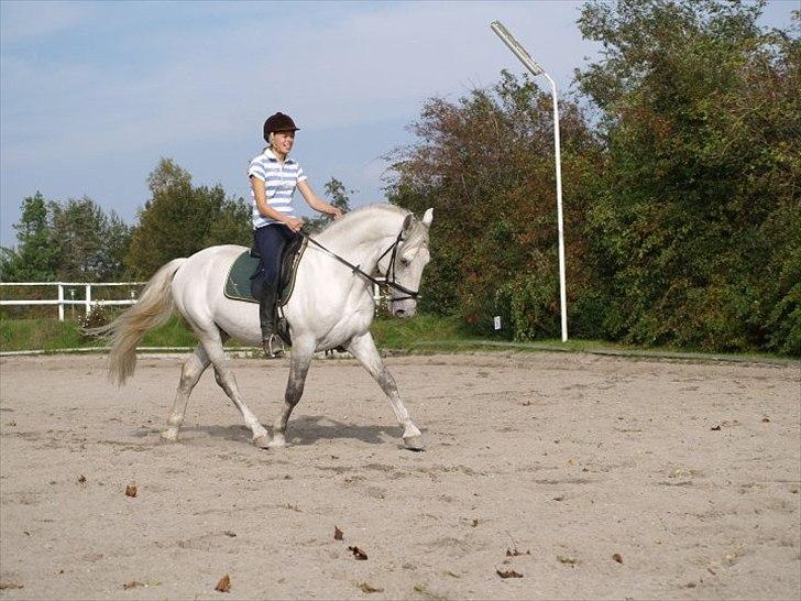 Lipizzaner Amadeus ("part") billede 9