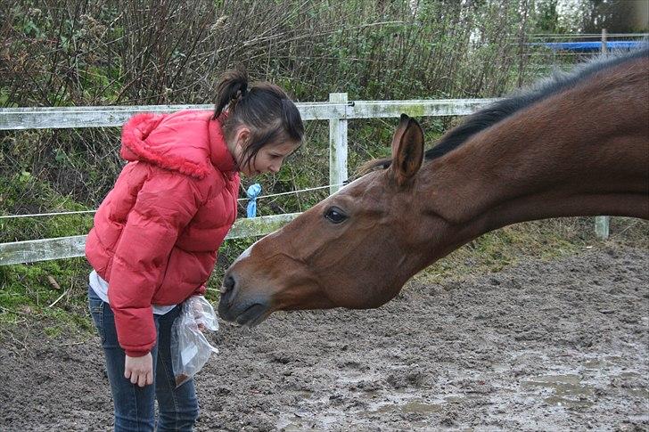 Dansk Varmblod Goldie R.I.P )': - Fordi jeg elsker dig som den du er i:<3 billede 2