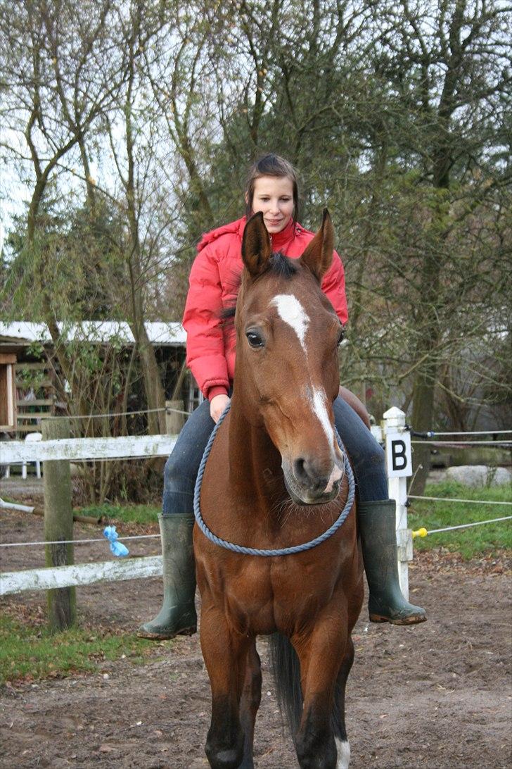Dansk Varmblod Goldie R.I.P )': - Fordi du er den hoppe jeg altid har elsket højst.. billede 3