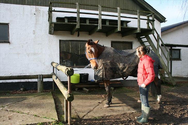 Dansk Varmblod Goldie R.I.P )': - Goldie & Jeg :) billede 4