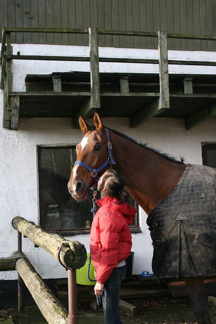 Dansk Varmblod Goldie R.I.P )': - Fordi du fortjener et kys damen :D! billede 5