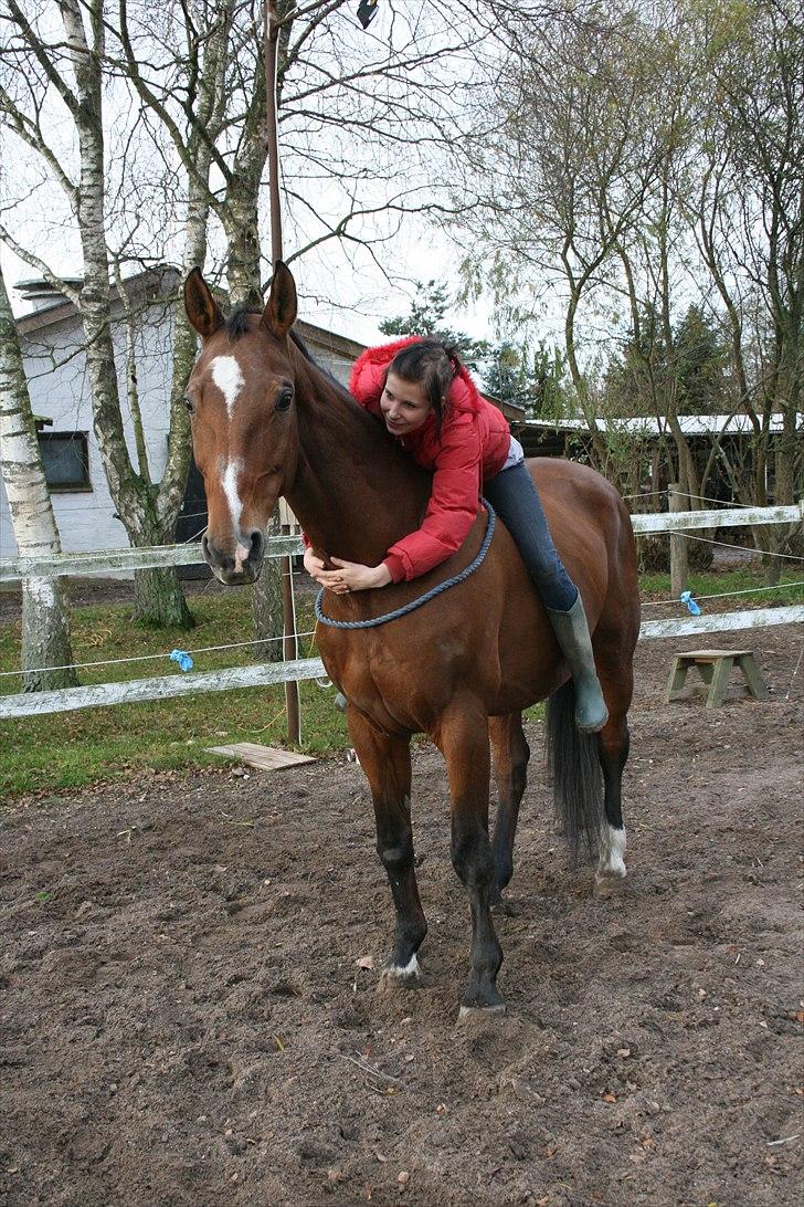 Dansk Varmblod Goldie R.I.P )': - Min Dejlige gamle hoppe Goldie :) billede 7