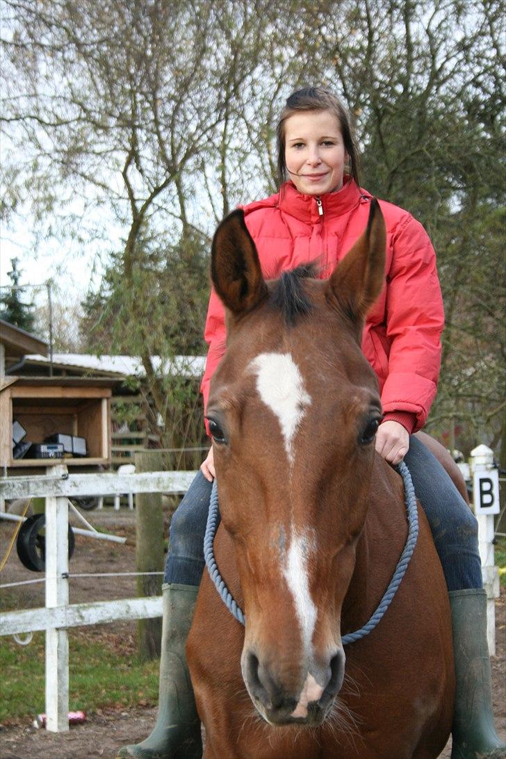 Dansk Varmblod Goldie R.I.P )': - Goldie på en glad og flot dag :) billede 8