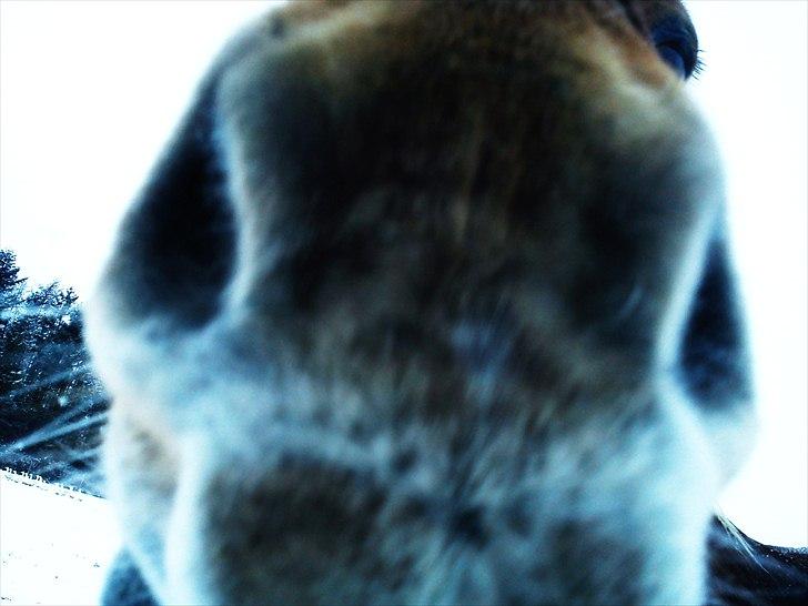 Islænder Herodes <3 - MØS! <3 billede 9