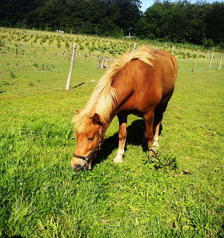 Islænder Herodes <3 billede 10