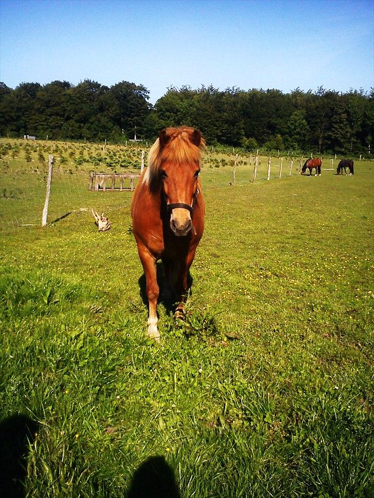 Islænder Herodes <3 billede 11