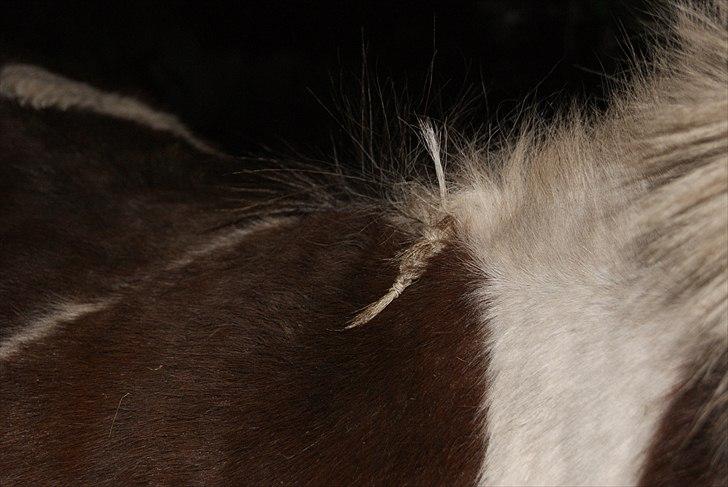 Anden særlig race Grøndahls Pepsi (Pepser) - 2012 billede 12